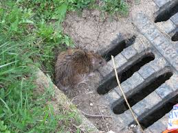 Ratten Adl Activ Dienstleistungenadl Activ Dienstleistungen