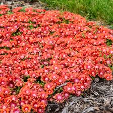 Image result for Delosperma mahonii