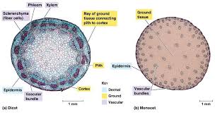 Dicot Stem Vs Monocot Stem What Is The Difference Diffzi