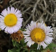 Image result for Eriosema erici-rosenii