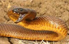 Oxyuranus Microlepidotus Inland Taipan Fierce Snake Inland Taipan Snake Snake Photos