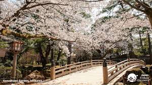 Background blossom cherry cherry blossom cherry background japanese blossom background japanese cherry japanese background japanese blossom spring color high definition pictures nature flower bloom petal fresh tree white blue high definition picture pattern curtains plant flora sky flowers. Bring Japan To Your Conference Calls With These Virtual Backgrounds Travel Japan Jnto