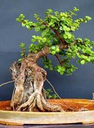 We did not find results for: Pin By Adolfo Franco On Arbol De La Abundancia Bonsai Plants Money Tree Bonsai Jade Plants