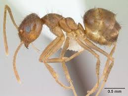 Image result for Lannea fulva