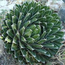 There are about 127 genera, with over 1750 known species. Yes Virginia There Are Plants For People Who Can T Grow Anything Blossoms Blueprints