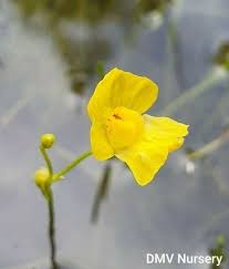 Image result for Utricularia gibba