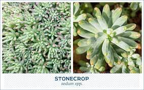 Maybe you would like to learn more about one of these? 20 Popular Types Of Succulents Ftd Com