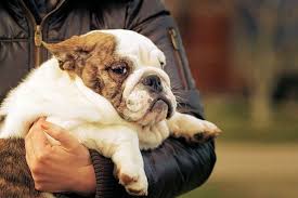 Free for commercial use no attribution required high quality images. Fat Dogs Could Die Up To 2 5 Years Earlier Than Healthy Pooches Study Finds Mirror Online