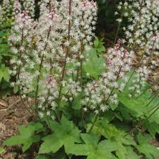 Image result for Nidorella ivifolia