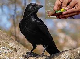 முன்னோர்கள் வடிவில் வீட்டிற்கு வரும் காகங்கள் - அமாவாசையில் சாதம் வைப்பது  ஏன்? | Mahalaya Amavasya: Feeding crows on Pitru Paksha - Tamil BoldSky
