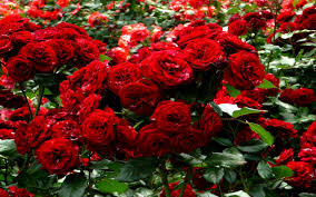 Maybe you would like to learn more about one of these? Red Rose Garden Wallpapers Wallpaper Cave