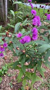 Image result for Vernonia nepetifolia