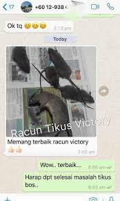Semua orang pasti tau kalau tikus adalah hewan yang sangat menyebalkan. Racun Tikus Victory Kitchen Appliances On Carousell