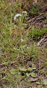 Image result for Elephantopus