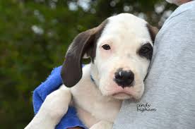 Marshall is 11!! We are looking for a baby brother for him. Any leads  anywhere. I cannot imagine my life without one❤️😢