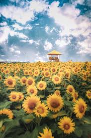 紅葉と光芒が魅せる幻想的な風景 triproud 風景 ひまわり 壁紙 ひまわり