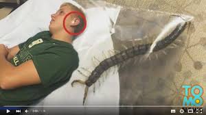 Segera atasi dengan cara mengobati gigitan kelabang berikut ini tak banyak orang yang pernah merasakan digigit kelabang atau lipan. Gigitan Lipan Bisa Sebabkan Kematian Begini Cara Penanganannya Tribun Manado