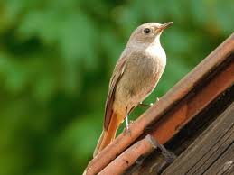 How To Get Rid Of Birds On Your Roof Bird Repellent Bird Repellents Keep Birds Away Birds