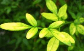 Image result for Jasminum nudiflorum