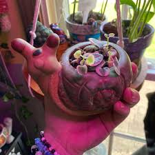 Image result for Ceropegia rendallii