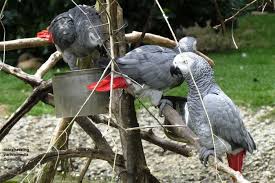 Basic Information Sheet African Grey Parrot Lafebervet