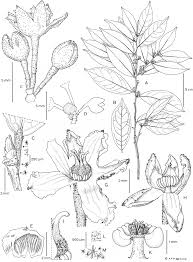 Image result for Cola clavata