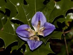 Image result for Acanthaceae