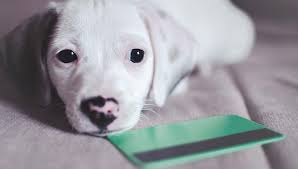 Maybe you would like to learn more about one of these? The 12 Best Credit Cards For Pet Owners