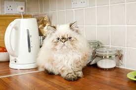 Your cat knows how landing on a counter is supposed to sound, so the crinkliness and movement keep counters clear of human food which may tempt your cats. How To Keep Your Cat Off The Kitchen Counter Purrfectpost Com