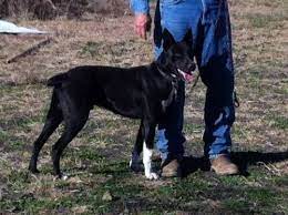 Hanging Tree Cowdog Puppies Puppies Dogs For Sale Dogs