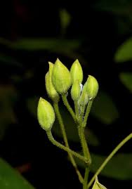 Image result for Cadaba