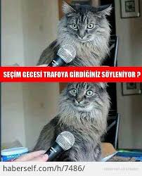 Inci Caps Funny Animal Photos Funny Animals Funny Animal Pictures
