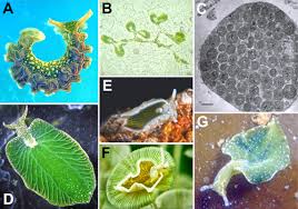 Image result for Isoglossa membranacea