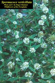 Image result for Spermacoce ruelliae