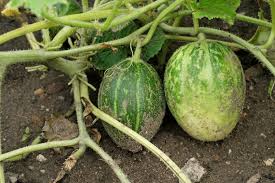 Image result for Cucumis sativus