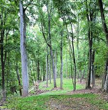 Jul 18, 2020 · the lodge at mammoth cave has rustic cabins, hot shower, coin laundry, food services, and a gift shop. Current Disc Golf Course Design Projects By John Houck