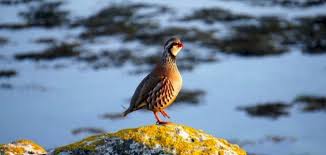 يُصنّف طائرُ الحِجْل من الطّيور البريّة التي تَتْبَعُ الفصيلة التّدرجيّة، يُطلق عليه علميّاً اسم (partridge)، كما تمَّ تصنيفه عالميّاً من الطّيور المُستوطنة قديماً. ÙƒÙŠÙÙŠØ© ØµÙŠØ¯ Ø§Ù„Ø­Ø¬Ù„ Ø­ÙŠØ§ØªÙƒ