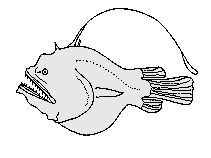 Diagram's of the circulatory system angler fish have a closed circulatory system. Deep Sea Anglerfishes Melanocetidae And Ceratiidae Characteristics Habitat Behavior