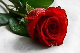 Feel free to use these world's most beautiful roses flowers images as a background for your pc, laptop, android phone, iphone or tablet. Rose Most Beautiful Flowers In The World
