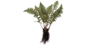 Fern fronds can reproduce when the tiny spores that form on the back of the leaflets are shook loose. Non Flowering Plants Plants For Kids Dk Find Out