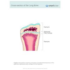 Use the internet or a reference textbook to help you identify the external features of long bone listed below. Cross Section Of The Long Bone