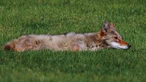 How much do coyoyes rely on human activity for food? Are Coyotes Moving Into Your Neighborhood Science News For Students