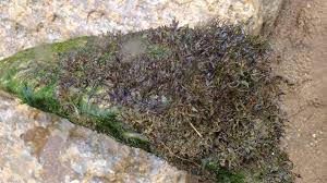 Image result for Tristicha