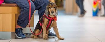 Hunde Im Luv Shopping In Lubeck Hunde Im Luv