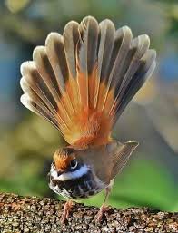 Big Bird With Colorful Feathers Pin On Amazing Shots