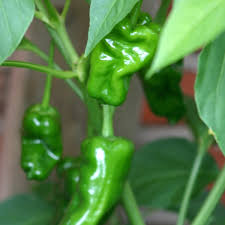 They have a curved shape similar to a jalapeño, but they tend to have a more grooved and creviced skin. Pimientos De Padron Einjahrige Chili