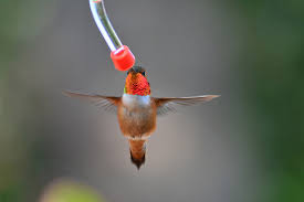 When creating a sugar solution for your below we discuss in detail about the natural flower nectar that hummingbirds feed on and how it compares to homemade hummingbird food. How To Make Your Own Hummingbird Feeder Farm Flavor