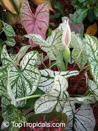 Keep weeds under control during the caladium growing season. Caladium Bicolor Caladium Fancy Leaved Caladium Toptropicals Com