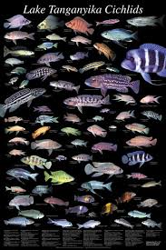 Books Posters Daytona Aquarium Cichlid Express