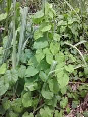 Image result for Kyllinga alba